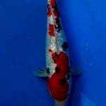 SANKE GINRIN 30cm