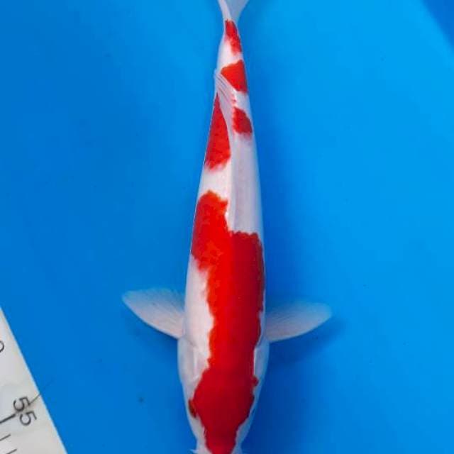 Kohaku jantan 35cm
