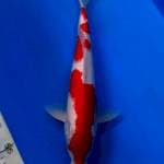 Kohaku jantan 35cm