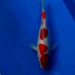 Kohaku 4 step original  27cm