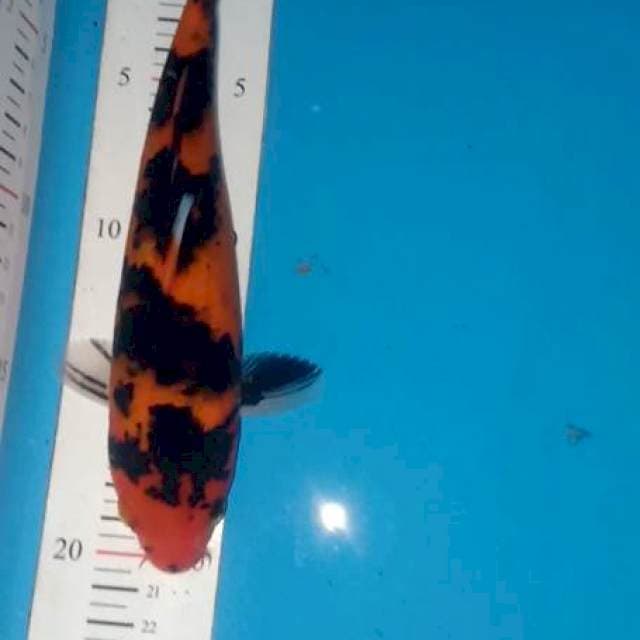 Aka sanke 22cm