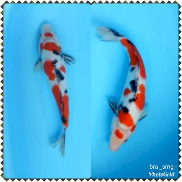 Kindai Showa 30cm