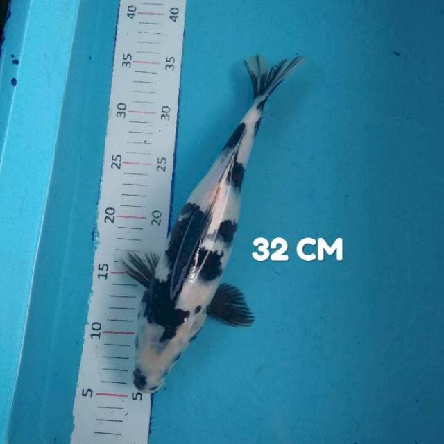 Shiro 32 cm #2