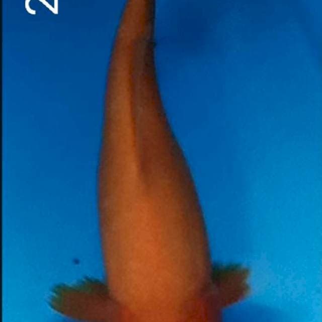 Aka hajiro 24cm