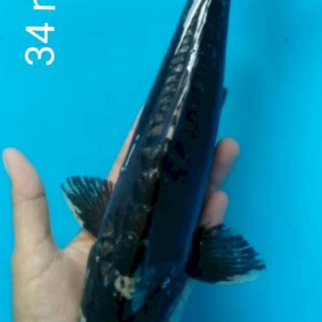 Kumonryu 35cm