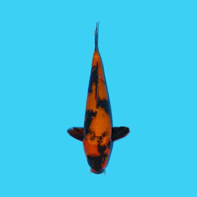 Utsuri 33 cm .Male
