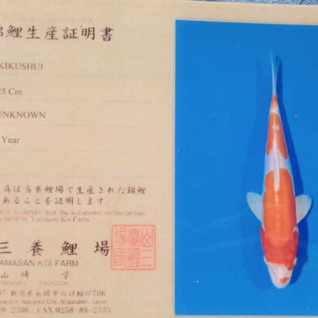Kikushui import
