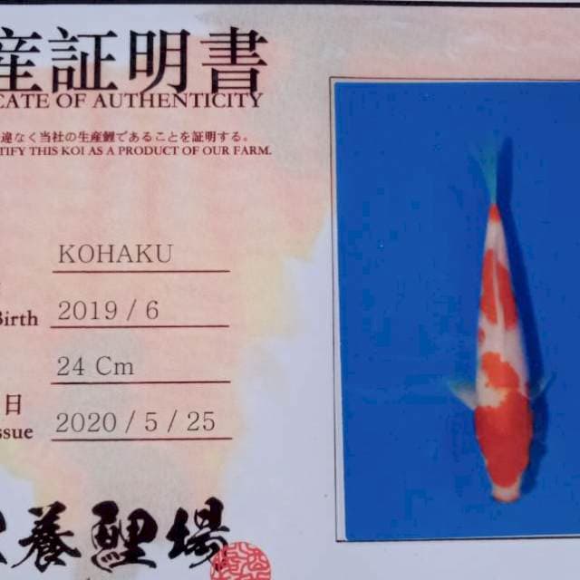 Kohaku yamamatsu tosai