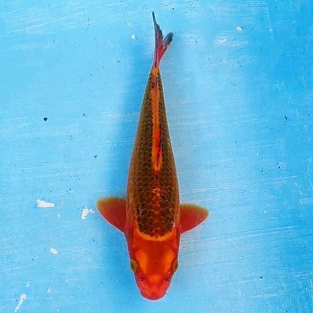 Aka matsuba 23cm
