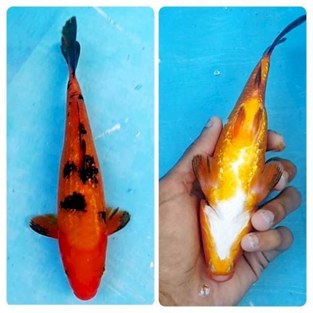 Aka bekko ginrin. 22cm