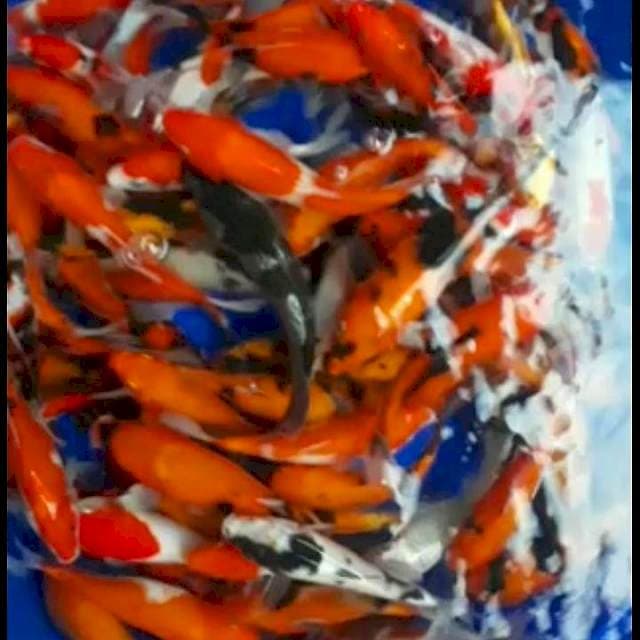 Mix 100 ekor 15-20cm