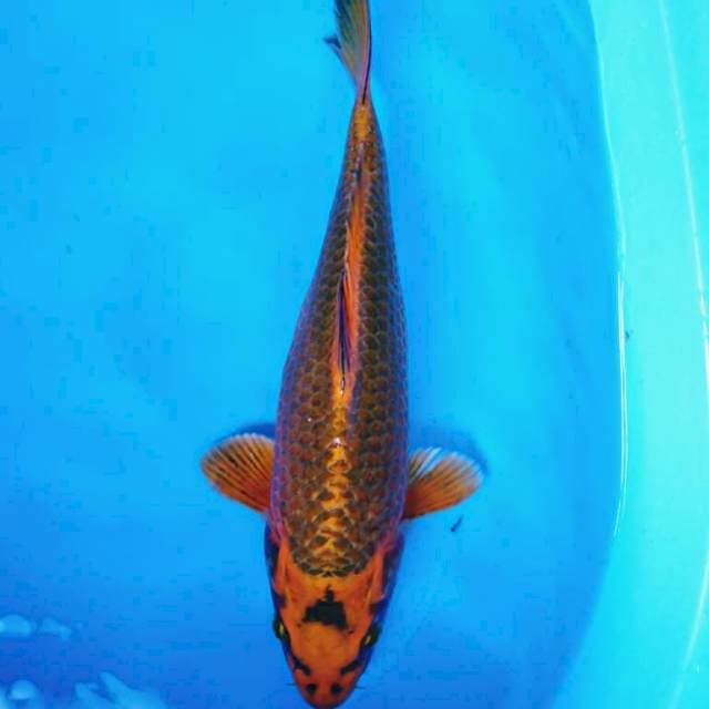 KIN MATSUBA  MONTOK 37 cm