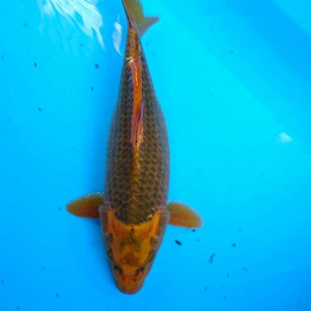KIN MATSUBA 35 cm