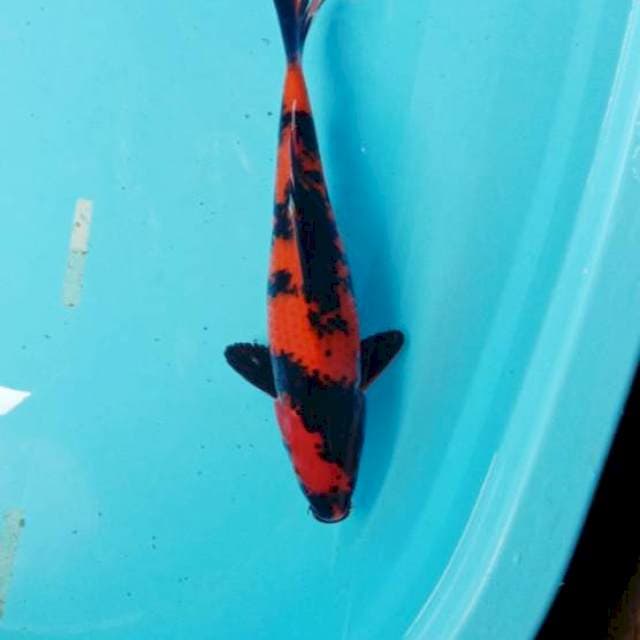 Utsuri,31cm. jtn