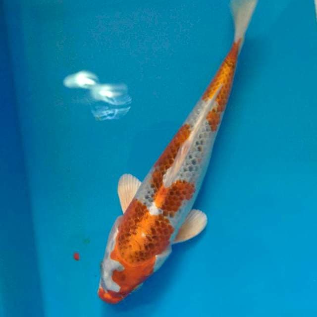 Kujaku Ring Rapi, 23 cm