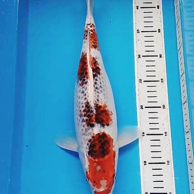 Goshiki fm 42 cm gendong telur