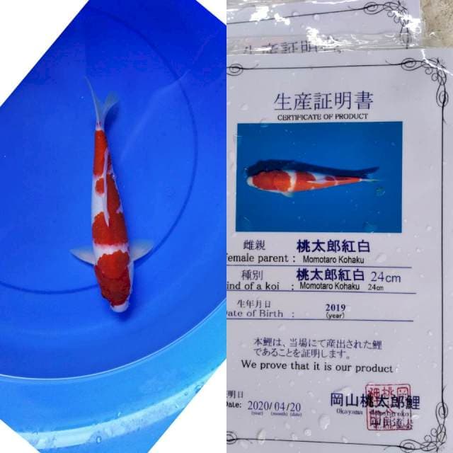 Kohaku momotaro serti