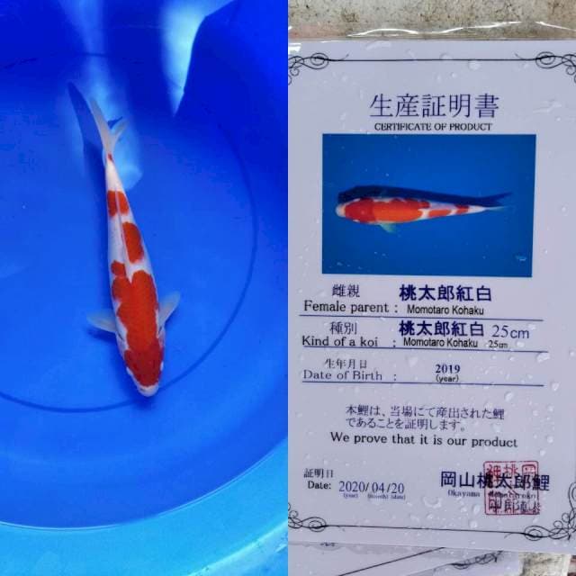 Kohaku momotaro serti