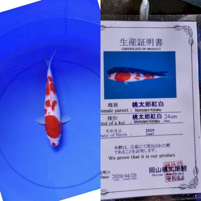 Kohaku momotaro serti