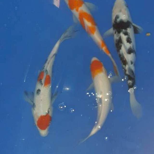 Mix Shiro. Kohaku.tancho.etc