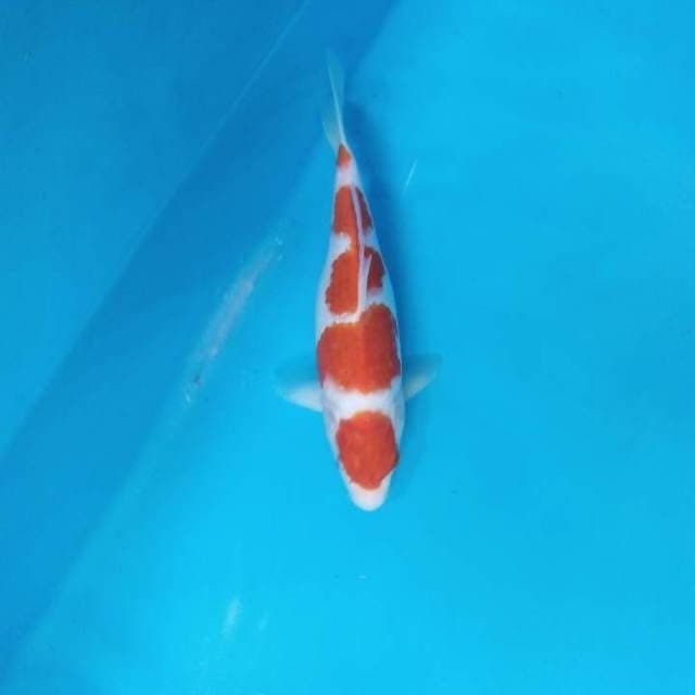 Kohaku