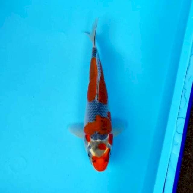 SPESIAL GOSHIKI 26 CM