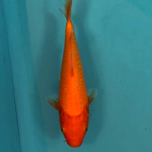 AKA HAJIRO BONGSOR