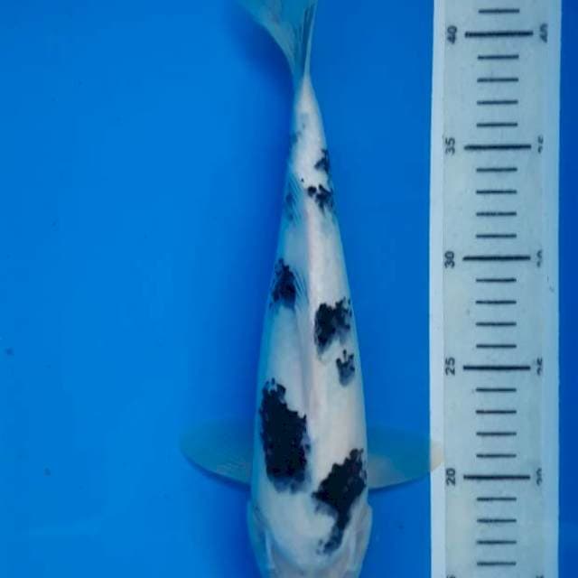 Shiro 31cm