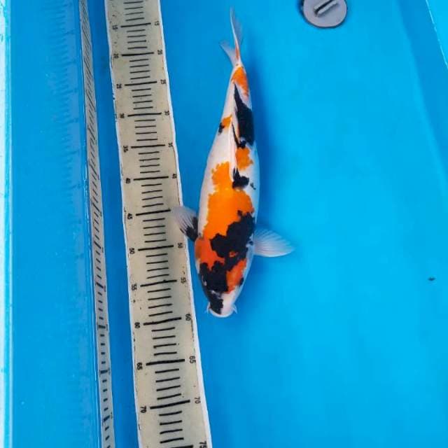 Showa male 45cm