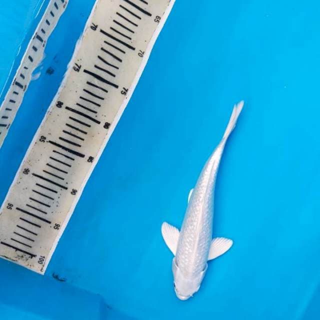 Platinum ginrind 28cm