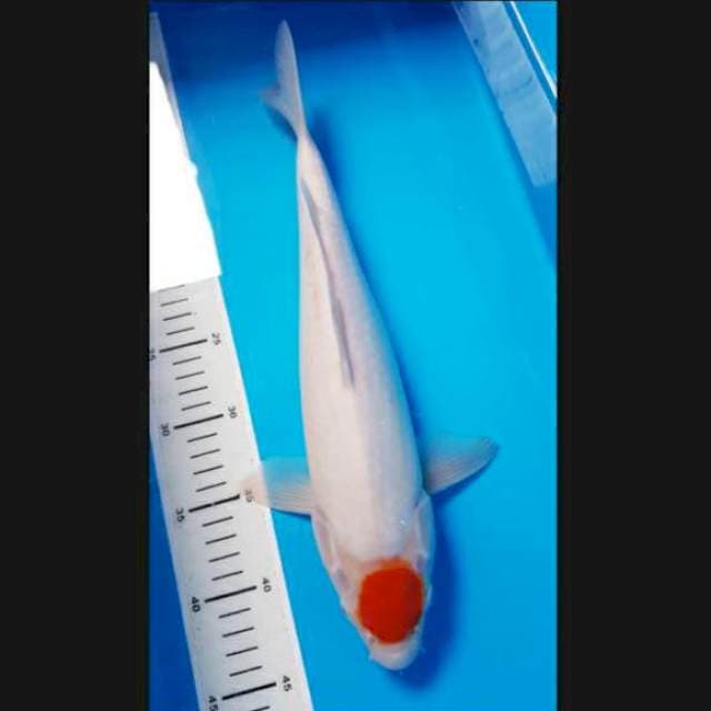Tancho 38cm female