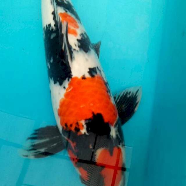 Showa 50cm. F1,  bulky