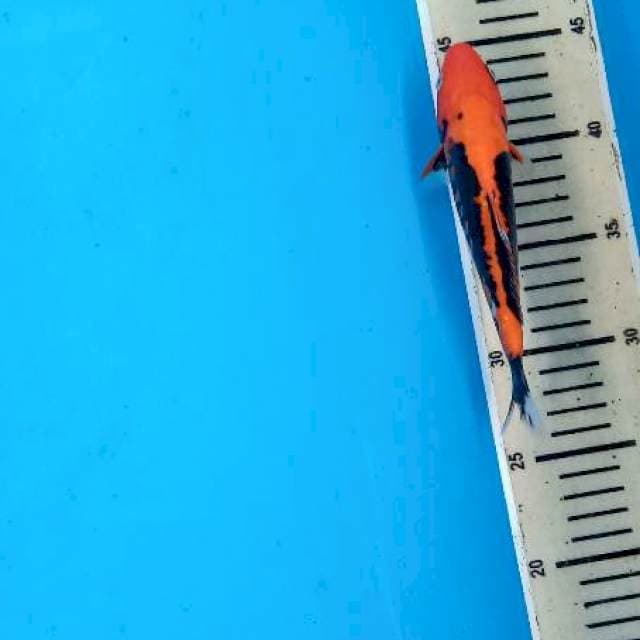 Benikumonryu 18cm
