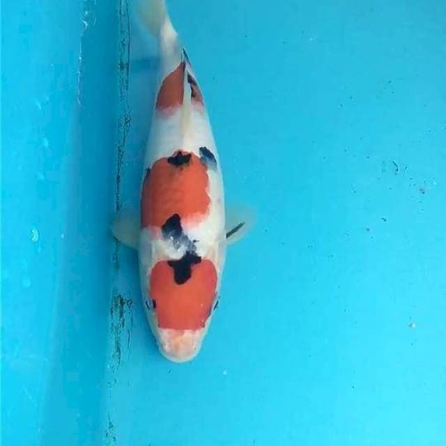 Sanke 23cm
