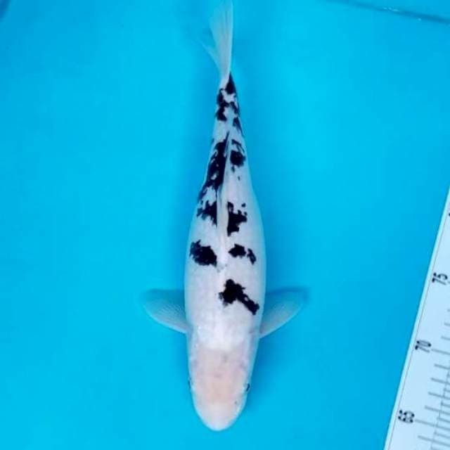 BEKKO 32 CM