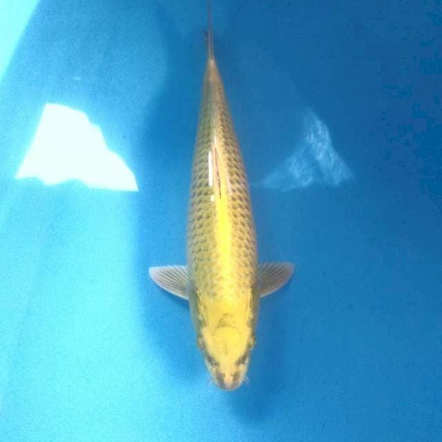 Mukashi Ogon, male 37 cm