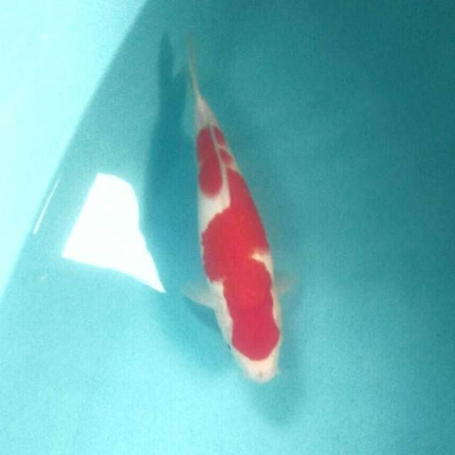 Kohaku Strong, 30 cm