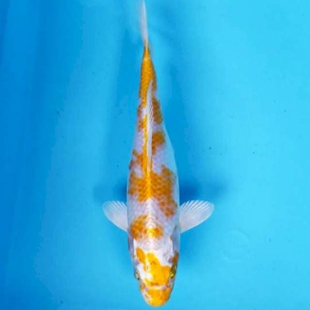 HARIWAKE 25 CM