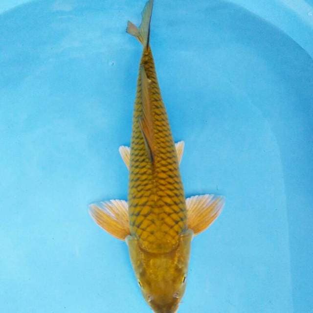 Male 37cm