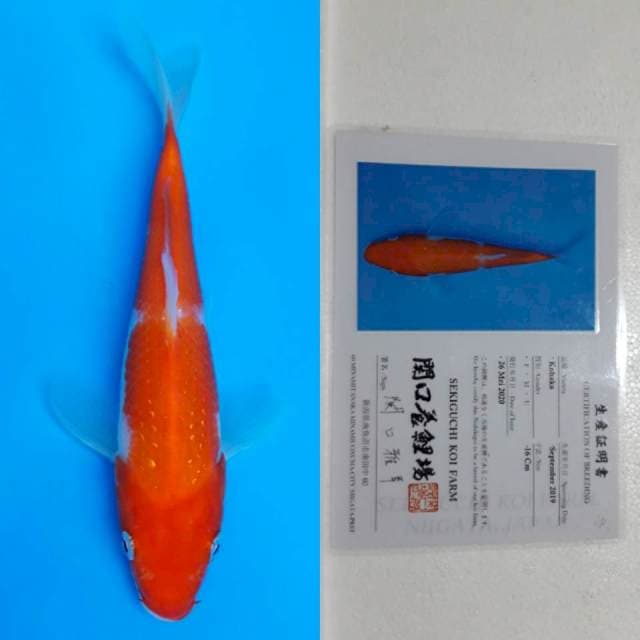 Kohaku sekiguchi 17cm serti
