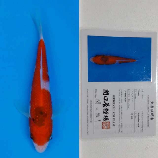 Sanke sekiguchi 16cm serti