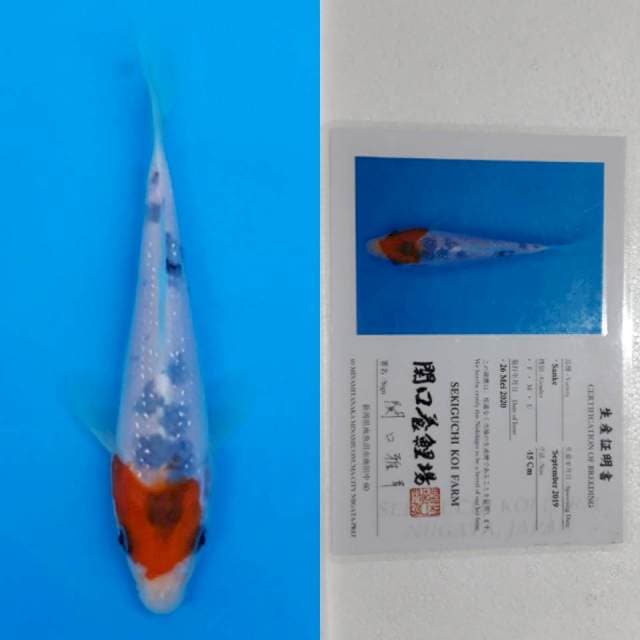 Tancho sanke sekiguchi 16cm serti