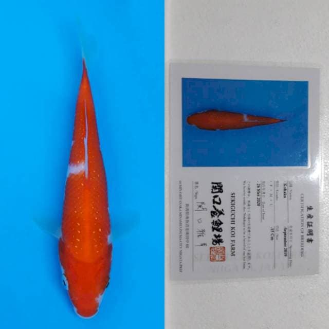 Kohaku sekiguchi 16cm serti