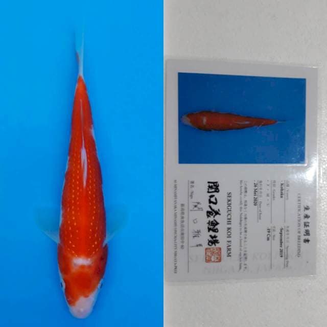 kohaku sekiguchi 20cm serti