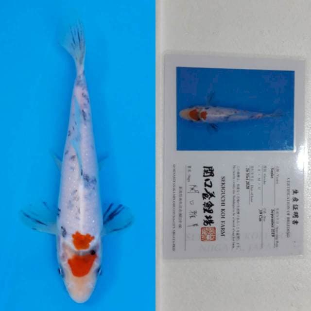 Tancho sanke sekiguchi 20cm serti