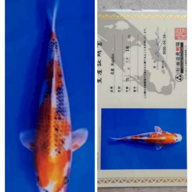 Jumbo kujaku omasako 