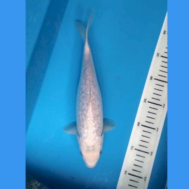 G-diamond shiromuji 29cm /F