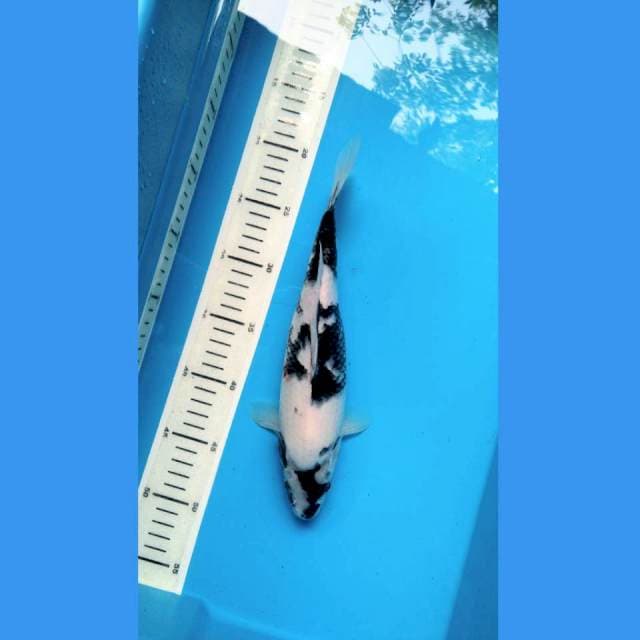 Tategoi Shiro 28cm /F