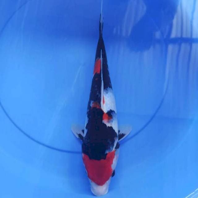 showa 38cm