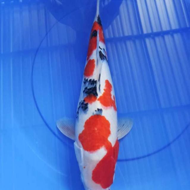 sanke 45cm